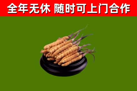西安回收冬虫夏草