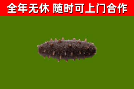 西安回收海参干
